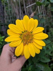 Silphium radula