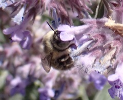 Anthophora bimaculata