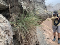 Cymopterus petraeus