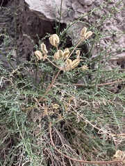 Cymopterus petraeus