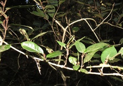 Trichocladus crinitus