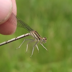 Platycnemis pennipes
