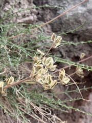 Cymopterus petraeus