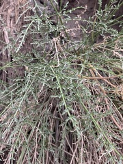Cymopterus petraeus