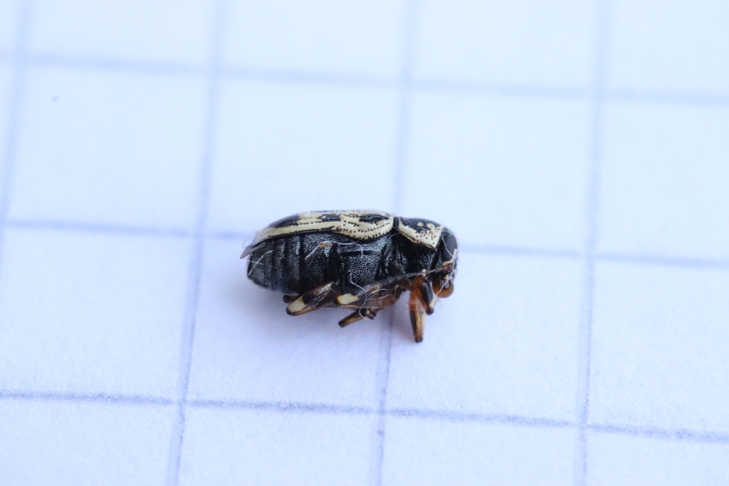 Pachybrachis hippophaes