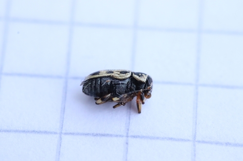 Pachybrachis hippophaes