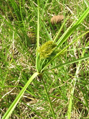 Cyperus hermaphroditus