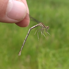 Platycnemis pennipes