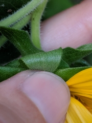Silphium radula