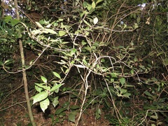 Trichocladus crinitus