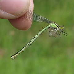 Coenagrion hastulatum