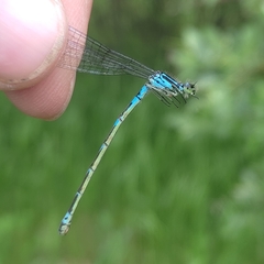 Coenagrion pulchellum