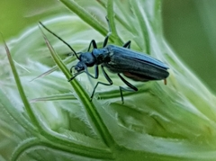Oedemera lurida