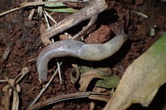 Urocyclidae