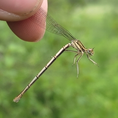 Platycnemis pennipes