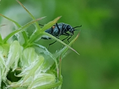 Oedemera lurida