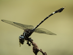 Phyllogomphoides suasus