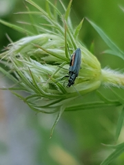 Oedemera lurida