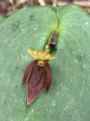 Pleurothallis adonis
