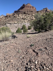 Asclepias cryptoceras