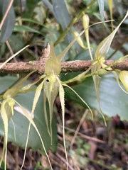 Pleurothallis phalangifera