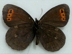 Erebia mancinus