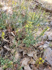 Genista tricuspidata