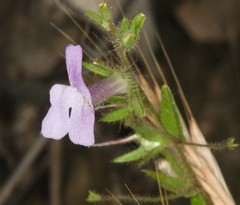 Antirrhineae