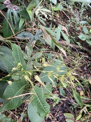 Pleurothallis phalangifera