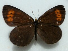 Erebia mancinus