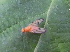 Toxonevra quinquemaculata
