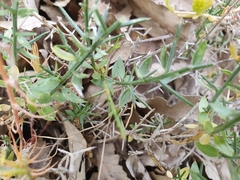 Genista tricuspidata