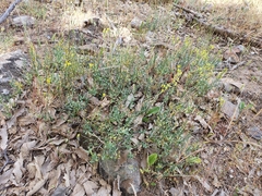 Genista tricuspidata