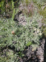 Artemisia tripartita