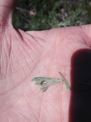 Artemisia tripartita