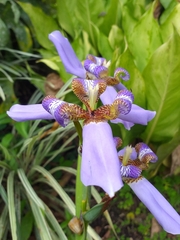 Trimezia coerulea