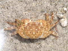Pachygrapsus crassipes