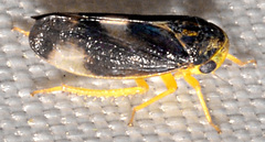 Pediopsoides distinctus