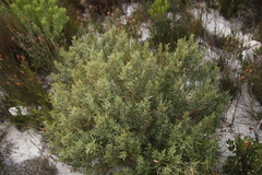 Grubbia tomentosa