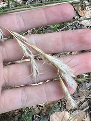 Bromus lanceolatus