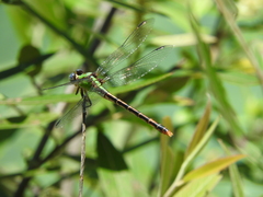 Erpetogomphus