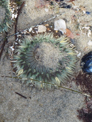 Anthopleura sola