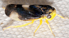 Pediopsoides distinctus