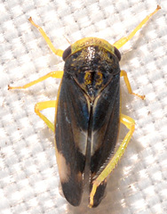 Pediopsoides distinctus