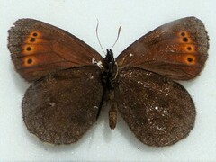 Erebia mancinus