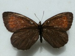 Erebia mancinus