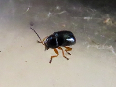 Cryptocephalus ocellatus