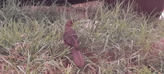 Quiscalus mexicanus
