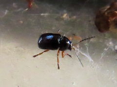 Cryptocephalus ocellatus