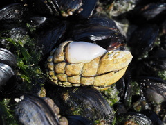 Pollicipes polymerus